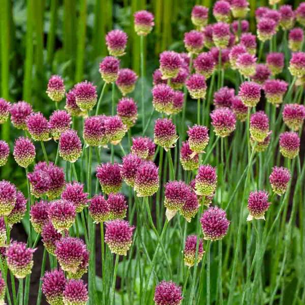 Bulbes à fleurs à planter à l'automne - Allium Sphaerocephalon (x30) - face recto